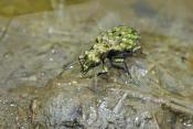 gewone oeverloopkever (elaphrus riparius) 8-2011 0260